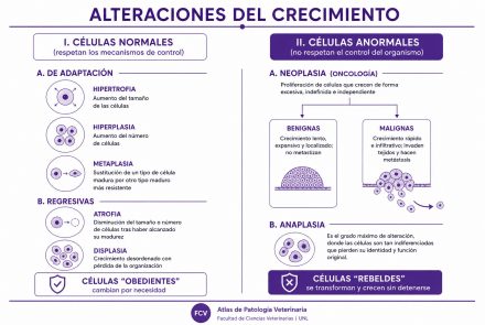 Alteraciones del Crecimiento