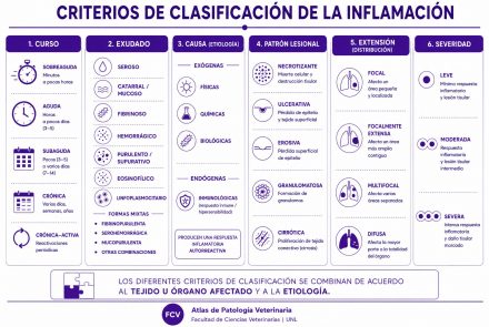 Inflamación
