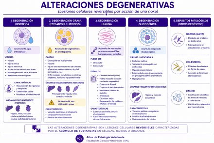 Alteraciones Degenerativas