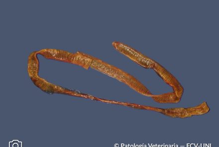 4.Fibrinosa