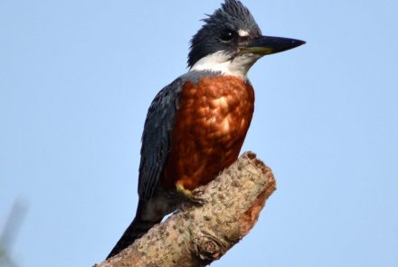 MARTIN PESCADOR GRANDE – Aves Argentinas