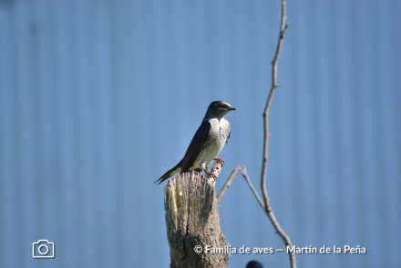 GOLONDRINA DOMÉSTICA