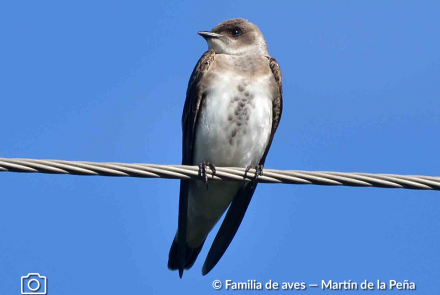 GOLONDRINA PARDA