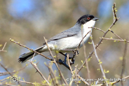 MONTERITA CABEZA NEGRA