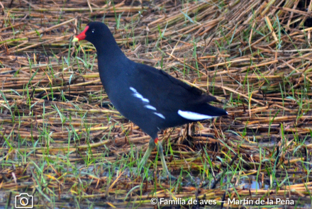 POLLONA NEGRA