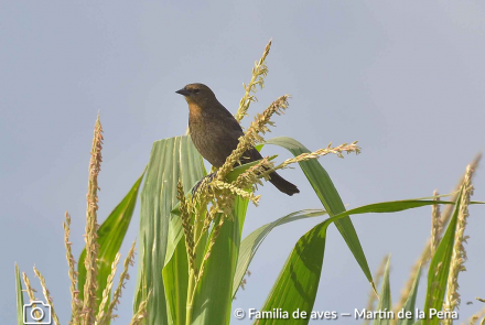 VARILLERO CONGO