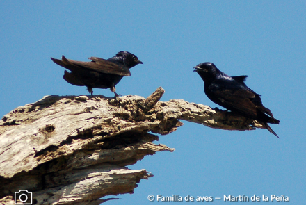 GOLONDRINA NEGRA