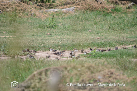 GOLONDRINA RABADILLA CANELA