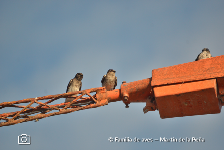 GOLONDRINA DOMÉSTICA