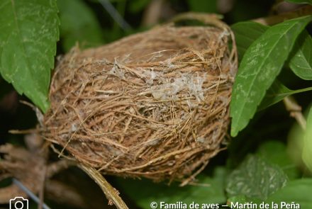 Cardenal Copete Rojo