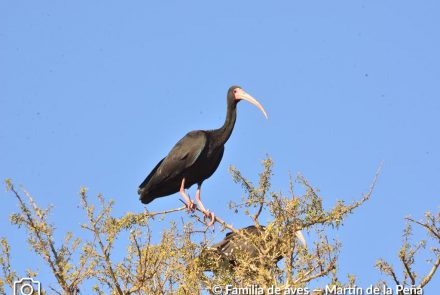 CUERVILLO CARA PELADA