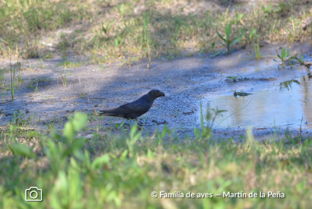 GOLONDRINA NEGRA