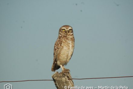 LECHUCITA VIZCACHERA