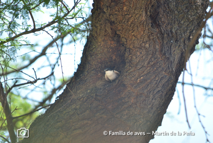 GOLONDRINA CEJA BLANCA