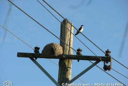 GOLONDRINA PARDA