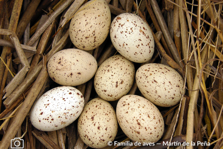 POLLONA NEGRA