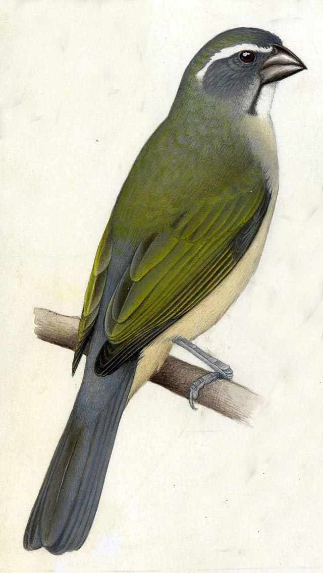 PEPITERO VERDOSO – Aves Argentinas