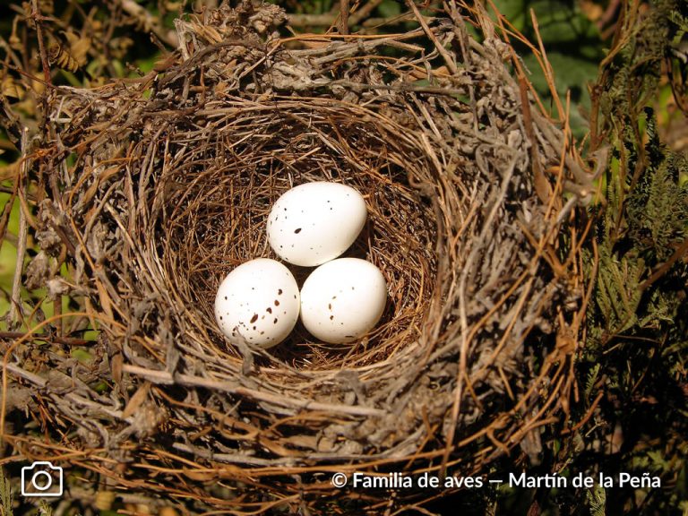 Familia Tharaupidae – Aves Argentinas