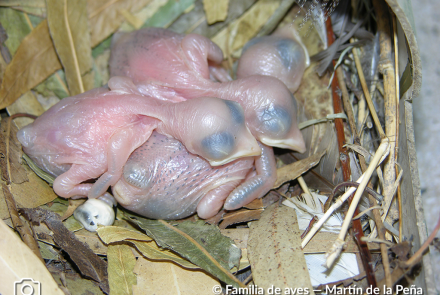 GOLONDRINA DOMÉSTICA