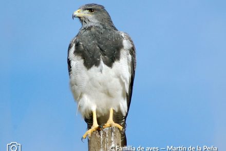 ÁGUILA MORA