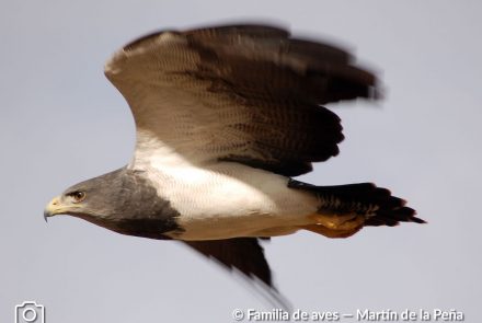 ÁGUILA MORA