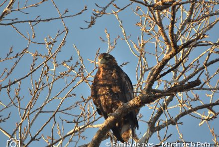 ÁGUILA MORA