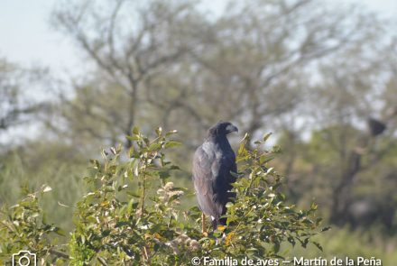 ÁGUILA NEGRA