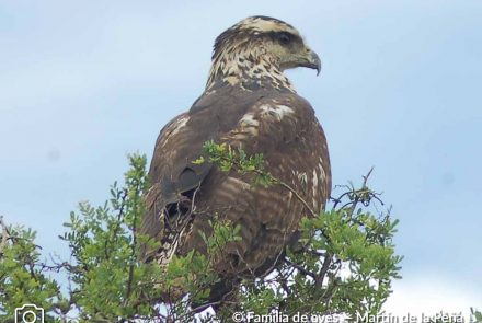 ÁGUILA NEGRA