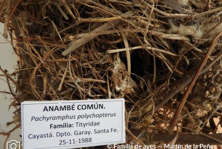 Anambé Negro