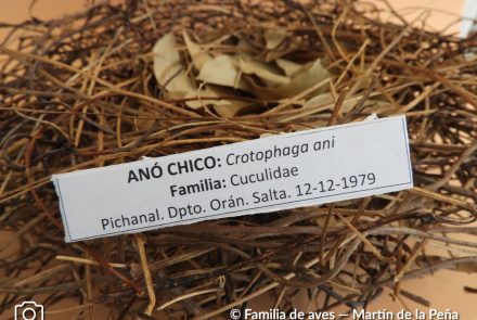 Anó chico