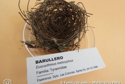 Barullero