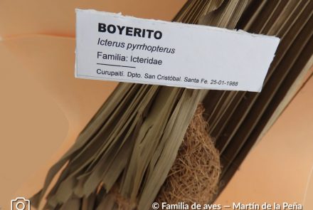 Boyerito