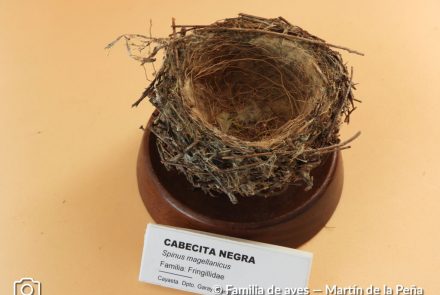 Cabecita Negra
