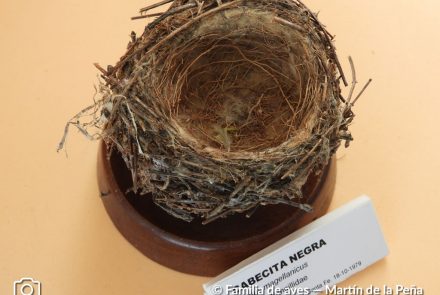 Cabecita Negra
