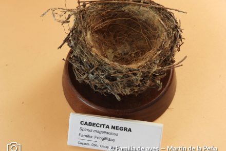 Cabecita Negra
