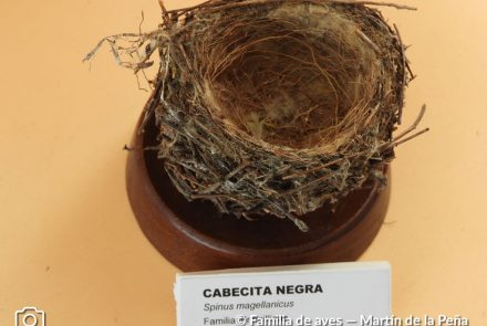 Cabecita Negra
