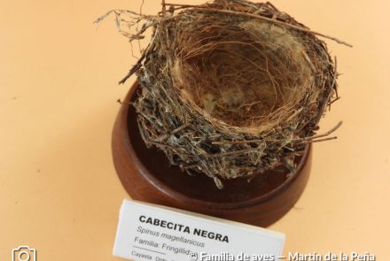 Cabecita Negra
