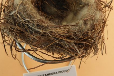 Cabecita Negra Picudo