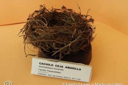 Cachilo Ceja Amarilla