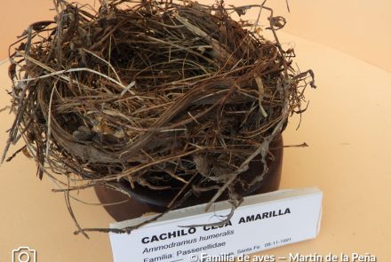 Cachilo Ceja Amarilla