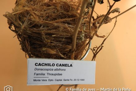 Cachilo Canela