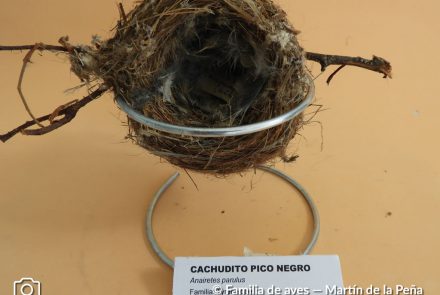 Cachudito Pico Negro