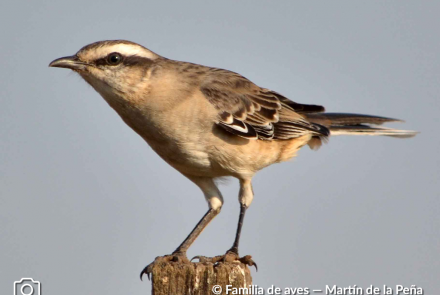 CALANDRIA GRANDE