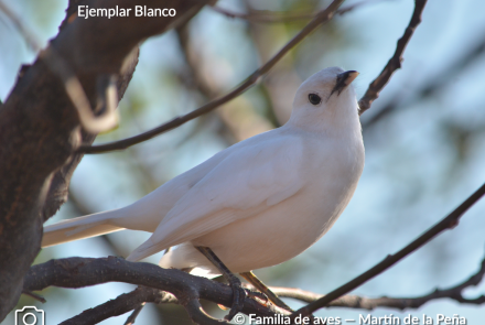 CALANDRIA GRANDE