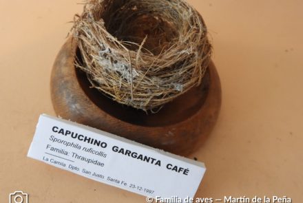 Capuchino Gargante Café