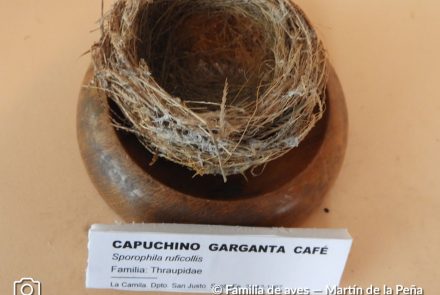 Capuchino Gargante Café