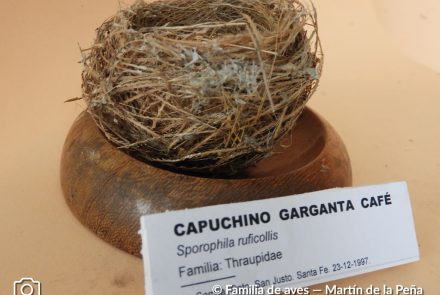 Capuchino Gargante Café