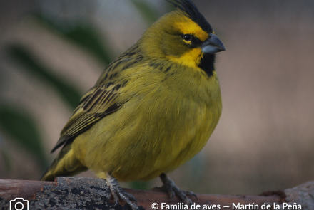 CARDENAL AMARILLO