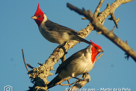 CARDENAL COPETE ROJO