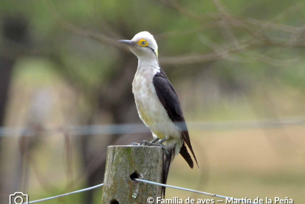 CARPINTERO BLANCO